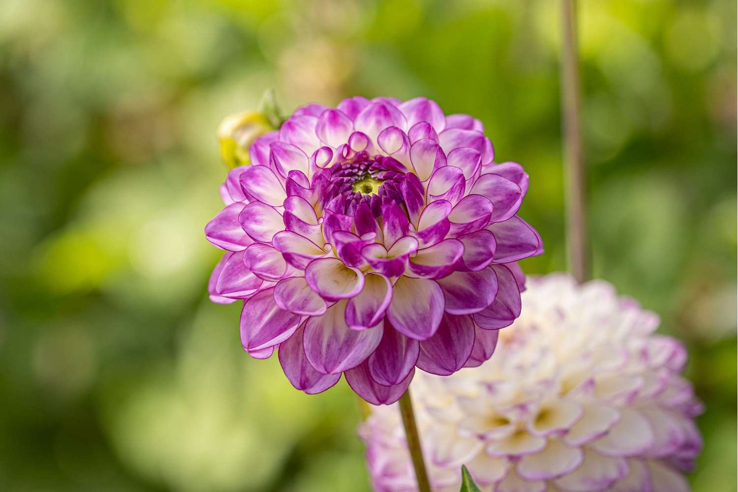 Dahlia 'Dreaming Maid'